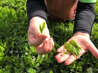 Bio Matcha Shinayaka, Ceremonial Grade, Super-Premium Bio Matcha Shinayaka, Ceremonial Grade, Super-Premium -Einrichtungsgeschäft bio matcha shinayaka ceremonial grade super premium3