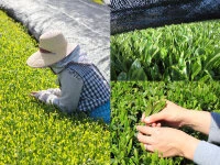 Gensen Tezumi Shincha, Bio, Super-Premium Gensen Tezumi Shincha, Bio, Super-Premium -Einrichtungsgeschäft gensen tezumi shincha bio super premium5