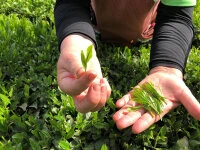 Gensen Tezumi Shincha, Bio, Super-Premium Gensen Tezumi Shincha, Bio, Super-Premium -Einrichtungsgeschäft gensen tezumi shincha bio super premium6