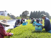 Gensen Tezumi Shincha, Bio, Super-Premium Gensen Tezumi Shincha, Bio, Super-Premium -Einrichtungsgeschäft gensen tezumi shincha bio super premium8