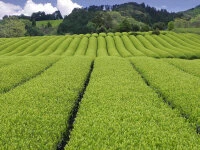 Sencha Kabuse Kirifuda, Bio, Super-Premium Sencha Kabuse Kirifuda, Bio, Super-Premium -Einrichtungsgeschäft sencha kabuse kirifuda bio super premium6