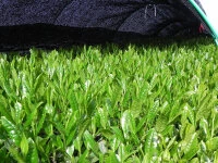 Sencha Kabuse Kirifuda, Bio, Super-Premium Sencha Kabuse Kirifuda, Bio, Super-Premium -Einrichtungsgeschäft sencha kabuse kirifuda bio super premium7