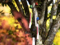 Windspiel, Furin Hamon Blau Windspiel, Furin Hamon Blau -Einrichtungsgeschäft windspiel furin hamon blau7